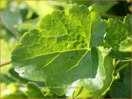 Heuchera cylindrica 'Greenfinch' | Purperklokje