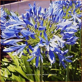 Agapanthus &#039;Blue Umbrella&#039; | Kaapse lelie, Afrikaanse lelie, Liefdesbloem