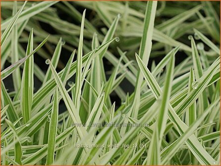 Holcus mollis &#039;White Fog&#039; | Bonte gladde witbol, Witbol