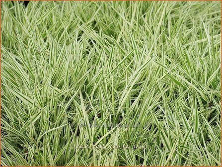 Holcus mollis &#039;White Fog&#039; | Bonte gladde witbol, Witbol