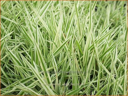 Holcus mollis &#039;White Fog&#039; | Bonte gladde witbol, Witbol