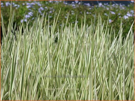 Holcus mollis &#039;White Fog&#039; | Bonte gladde witbol, Witbol