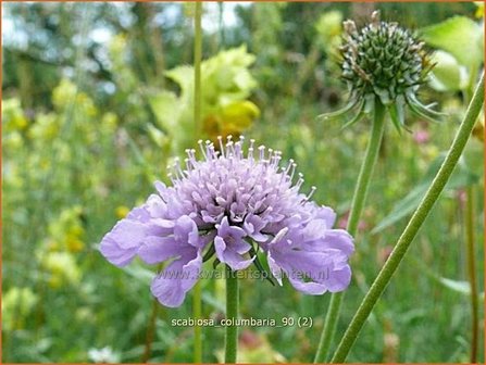 Scabiosa columbaria | Duifkruid, Schurftkruid