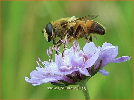 Scabiosa columbaria | Duifkruid, Schurftkruid