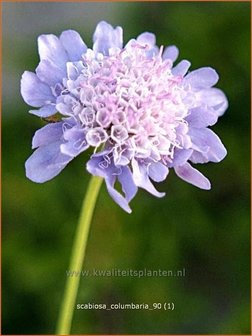 Scabiosa columbaria | Duifkruid, Schurftkruid