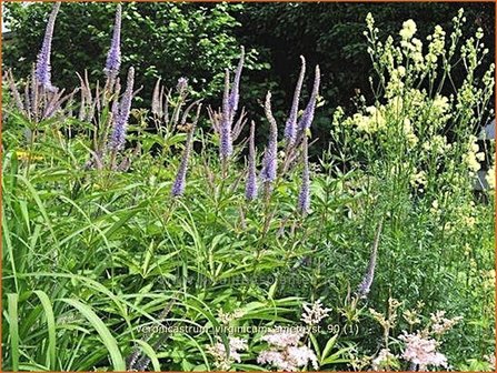 Veronicastrum virginicum &#039;Amethyst&#039; | Virginische ereprijs