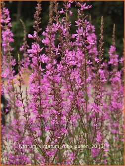 Lythrum virgatum 'Rose Queen' | Kattestaart
