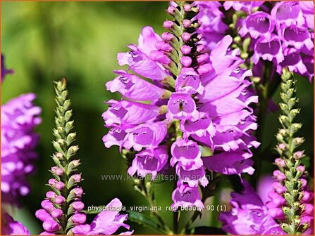 Physostegia virginiana &amp;#39;Red Beauty&amp;#39; | Scharnierbloem | Gelenkblume