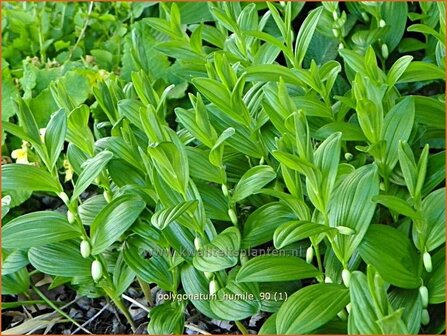 Polygonatum humile | Dwergsalomonszegel