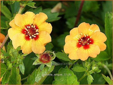 Potentilla tonguei | Ganzerik | Hybrid-Fingerkraut