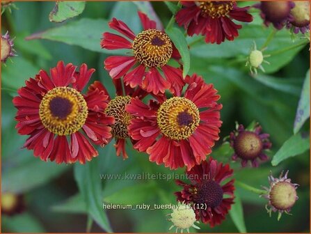 Helenium &#039;Ruby Tuesday&#039; | Zonnekruid