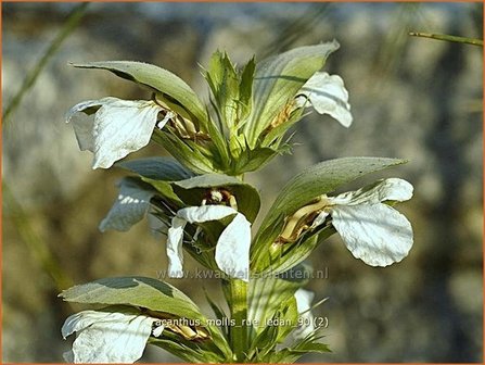 Acanthus mollis &amp;#39;Rue Ledan&amp;#39; | Zachte akant, Akant | Weiche B&auml;renklau