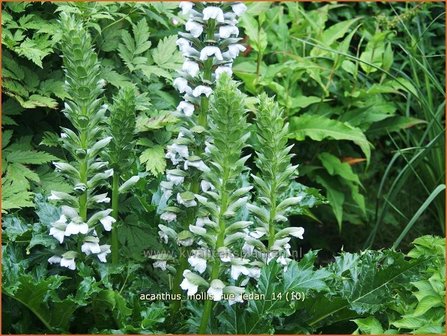 Acanthus mollis &amp;#39;Rue Ledan&amp;#39; | Zachte akant, Akant | Weiche B&auml;renklau