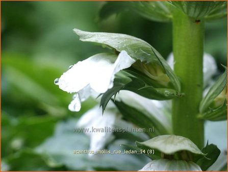 Acanthus mollis &amp;#39;Rue Ledan&amp;#39; | Zachte akant, Akant | Weiche B&auml;renklau