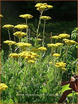 Achillea filipendulina &#039;Cloth of Gold&#039; | Duizendblad