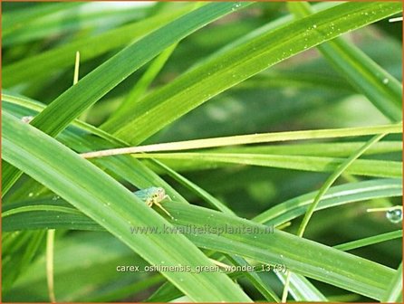 Carex oshimensis &#039;Green Wonder&#039; | Zegge | Buntlaubige Segge