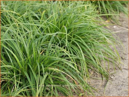 Carex oshimensis &#039;Green Wonder&#039; | Zegge | Buntlaubige Segge