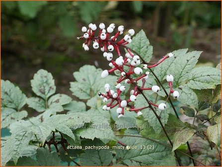 Actaea pachypoda &#039;Misty Blue&#039; | Zilverkaars, Christoffelkruid