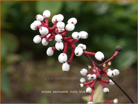 Actaea pachypoda &#039;Misty Blue&#039; | Zilverkaars, Christoffelkruid