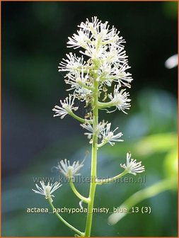 Actaea pachypoda &#039;Misty Blue&#039; | Zilverkaars, Christoffelkruid