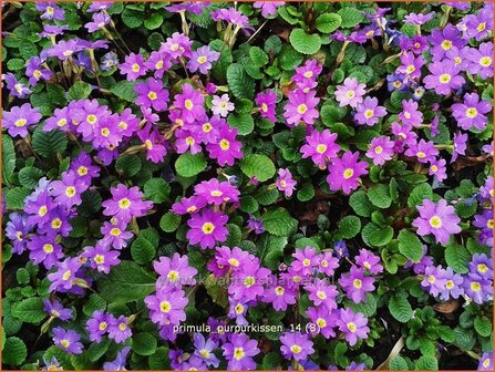 Primula &#039;Purpurkissen&#039; | Sleutelbloem