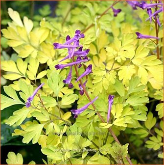 Corydalis &#039;Berry Exciting&#039; | Helmbloem