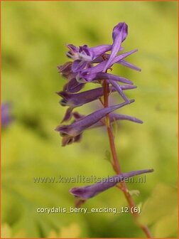 Corydalis &#039;Berry Exciting&#039; | Helmbloem