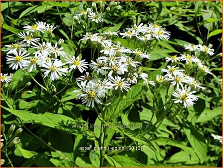 Aster glehnii &#039;Agleni&#039; | Aster | Ostasiatische Wiesen-Aster