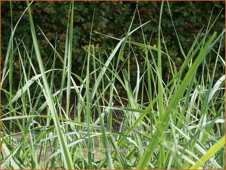 Ammophila breviligulata | Amerikaans helmgras, Helm | Helmgras | American Beach Grass
