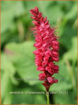 Persicaria amplexicaulis &#039;JS Calor&#039; | Duizendknoop, Adderwortel