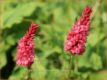 Persicaria amplexicaulis &#039;JS Delgado&#039; | Duizendknoop, Adderwortel