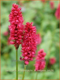 Persicaria amplexicaulis &#039;JS Delgado&#039; | Duizendknoop, Adderwortel