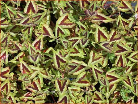 Persicaria microcephala &#039;Purple Fantasy&#039; | Duizendknoop, Adderwortel