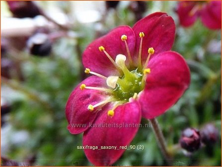 Saxifraga &#039;Saxony Red&#039; | Steenbreek, Mossteenbreek