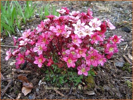 Saxifraga &#039;Saxony Red&#039; | Steenbreek, Mossteenbreek