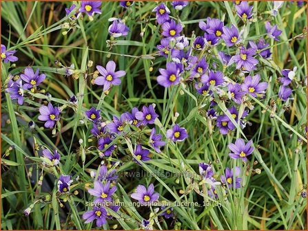 Sisyrinchium angustifolium &#039;Lucerne&#039; | Bieslelie