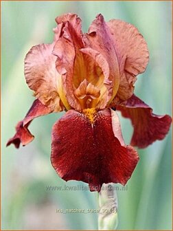 Iris &#039;Natchez Trace&#039; | Baardiris, Iris, Lis