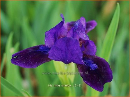 Iris pumila &#039;Little Shadow&#039; | Dwerglis, Zwaardlelie, Iris, Lis | Zwerg-Schwertlilie