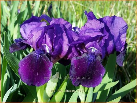 Iris pumila &#039;Little Shadow&#039; | Dwerglis, Zwaardlelie, Iris, Lis | Zwerg-Schwertlilie