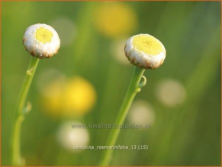 Santolina rosmarinifolia | Heiligenbloem, Cipressenkruid