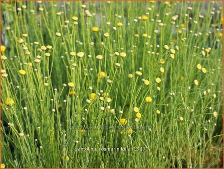 Santolina rosmarinifolia | Heiligenbloem, Cipressenkruid