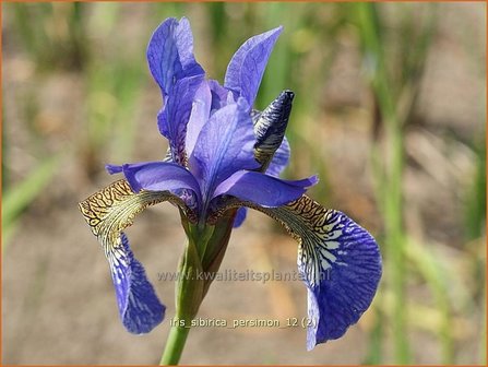 Iris sibirica &#039;Persimmon&#039; | Iris, Lis, Siberische iris