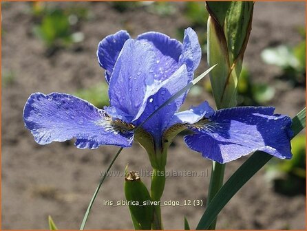 Iris sibirica &#039;Silver Edge&#039; | Siberische iris, Lis, Iris | Sibirische Schwertlilie