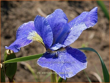 Iris sibirica &#039;Silver Edge&#039; | Siberische iris, Lis, Iris | Sibirische Schwertlilie