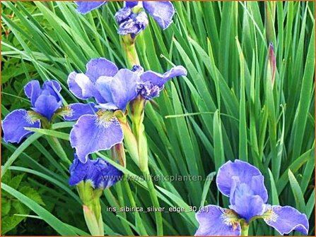 Iris sibirica &#039;Silver Edge&#039; | Siberische iris, Lis, Iris | Sibirische Schwertlilie