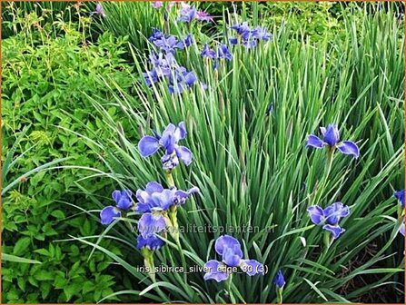 Iris sibirica &#039;Silver Edge&#039; | Siberische iris, Lis, Iris | Sibirische Schwertlilie