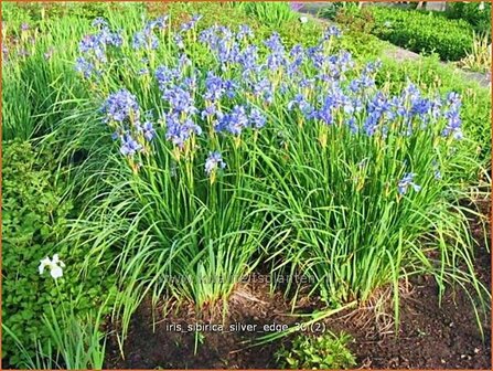 Iris sibirica &#039;Silver Edge&#039; | Siberische iris, Lis, Iris | Sibirische Schwertlilie