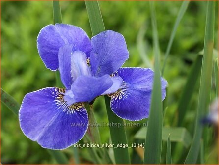 Iris sibirica &#039;Silver Edge&#039; | Siberische iris, Lis, Iris | Sibirische Schwertlilie