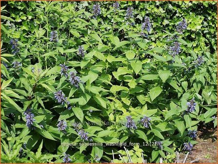 Nepeta subsessilis &#039;Washfield&#039; | Kattenkruid | Sitzende Katzenminze