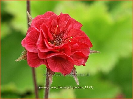 Geum rivale 'Flames of Passion' | Nagelkruid, Knikkend nagelkruid